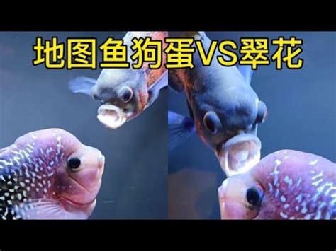 地圖魚飼養|地圖魚怎麼養 地圖魚的飼養和繁殖